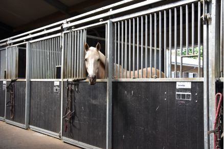 Manege bij Camping Samoza in het bos op de Veluwe VMP090